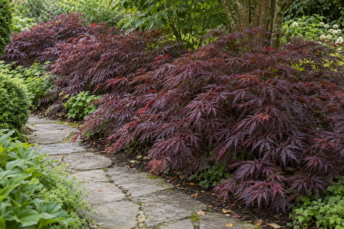 Fächerahorn 'Sumi-nagashi' im Garten gepflanzt