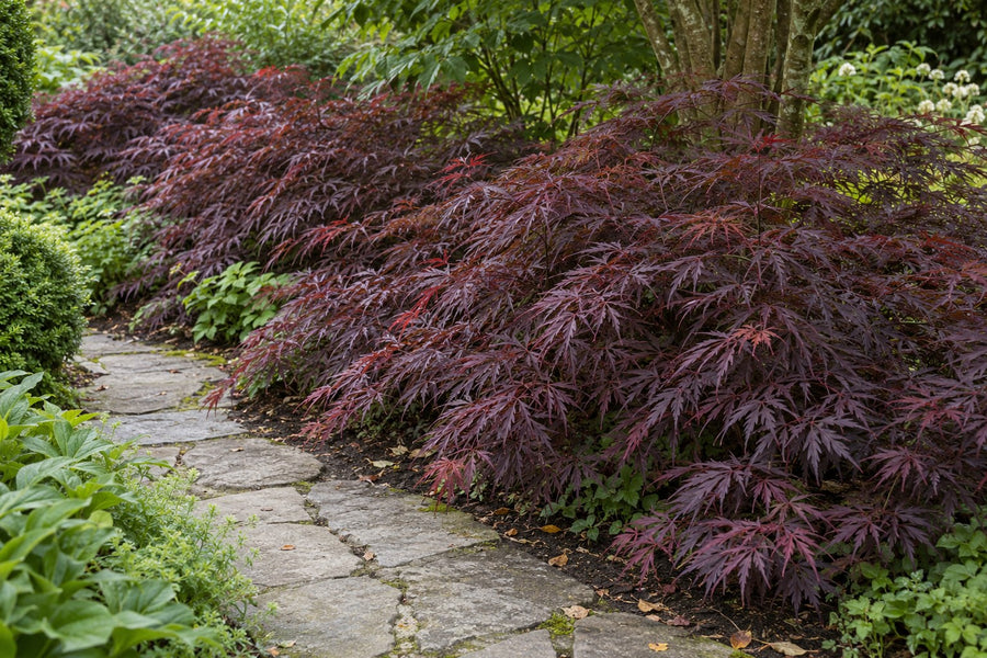 Japanese maple 'Sumi-nagashi' (Acer palmatum)