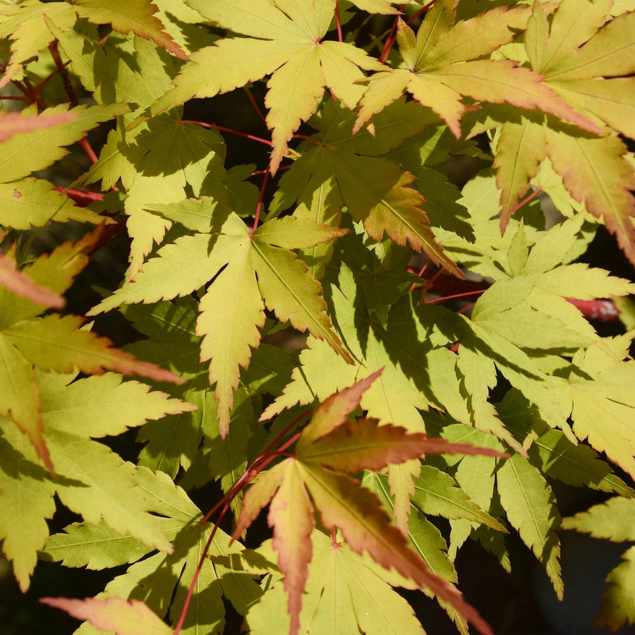 Acero giapponese 'Summergold' (Acer palmatum)