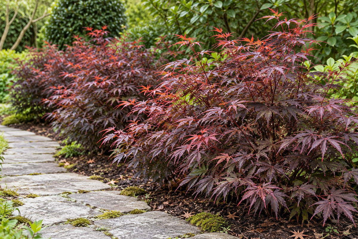 Japanse esdoorn 'Trompenburg' aangeplant in de tuin