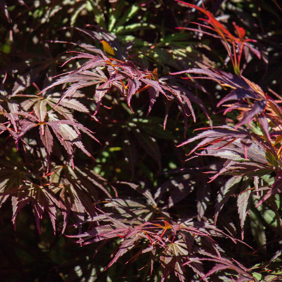 Érable du Japon 'Trompenburg' (Acer palmatum)