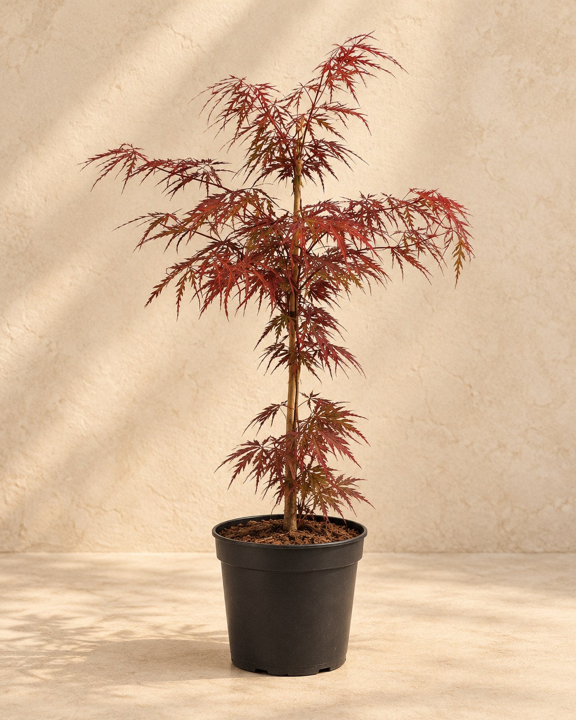 Japansk lönn 'Garnet' 55 cm hög, kruka ø19 cm