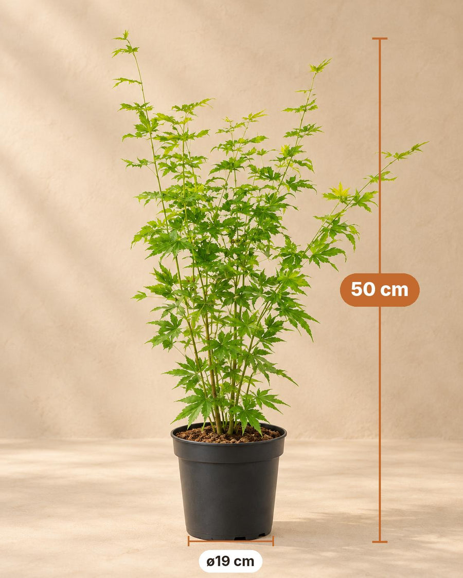 Érable japonais 'Going Green' (Acer palmatum) 50 cm de haut, pot ø19 cm