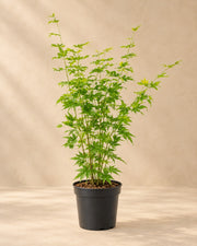 Érable japonais 'Going Green' 50 cm de haut, pot ø19 cm