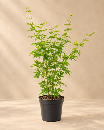 Érable japonais 'Going Green' 50 cm de haut, pot ø19 cm