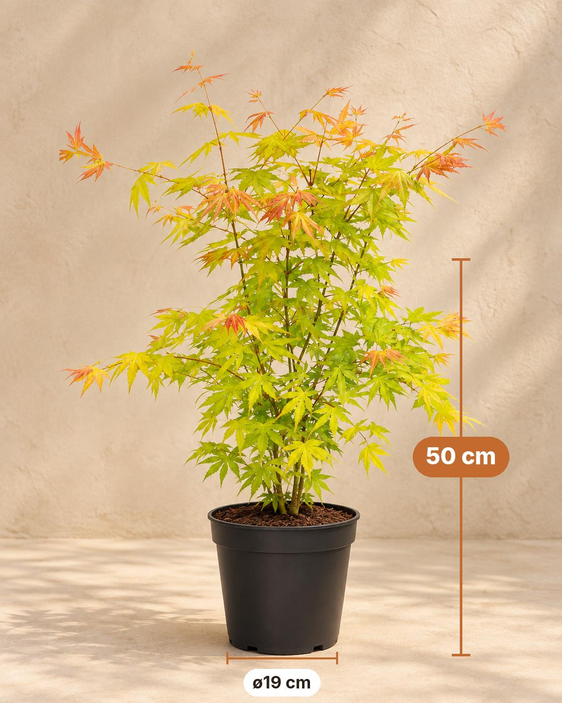 Érable du Japon 'Orange Dream' 50 cm de haut, pot ø19 cm