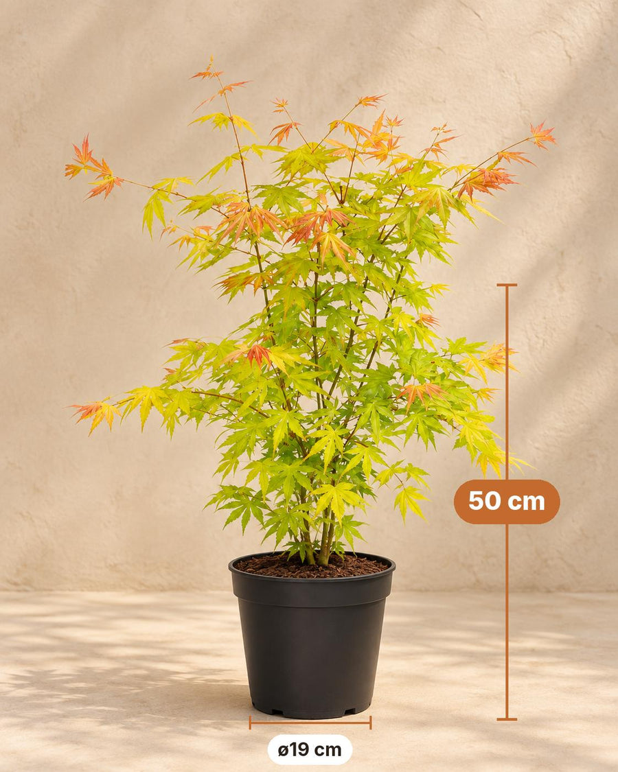 Érable du Japon 'Orange Dream' (Acer palmatum) 50 cm de haut, pot ø19 cm