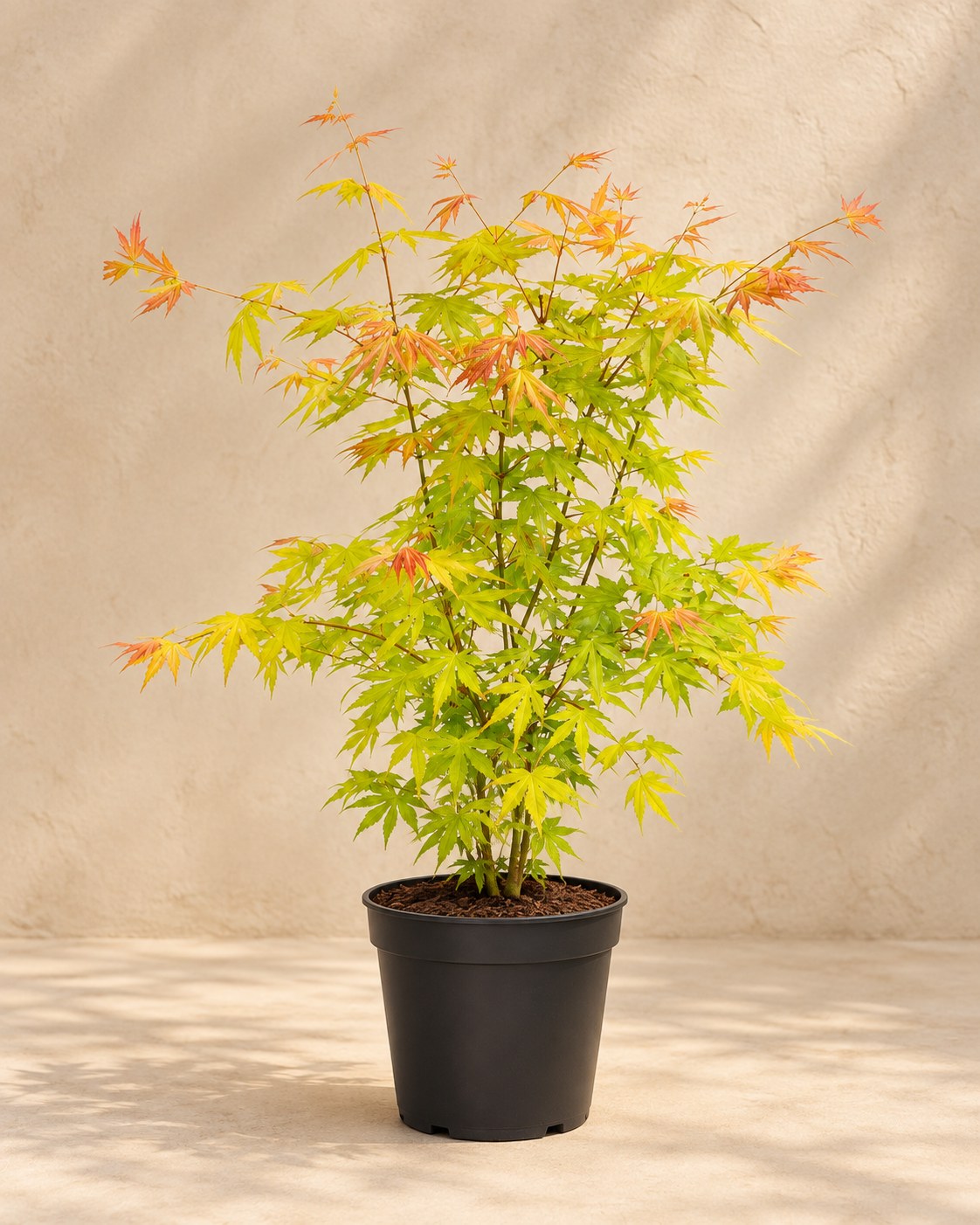 Japansk lönn 'Orange Dream' 50 cm hög, kruka ø19 cm