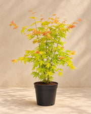 Érable du Japon 'Orange Dream' 50 cm de haut, pot ø19 cm