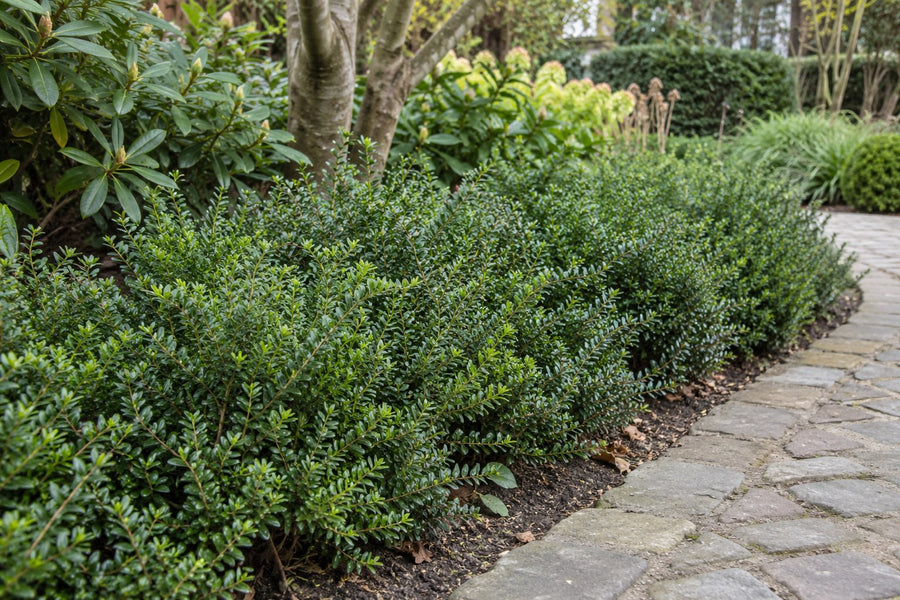 Acebo japonés 'Jenny' (Ilex crenata)