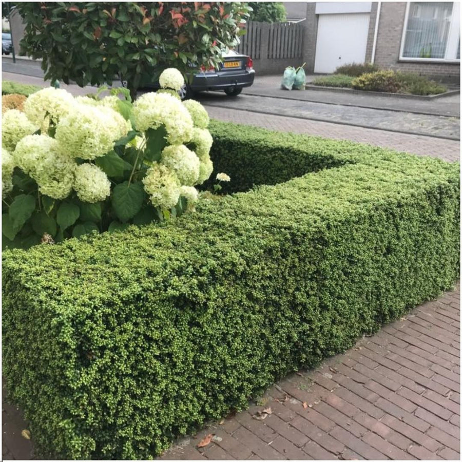 Acebo japonés 'Jenny' (Ilex crenata)
