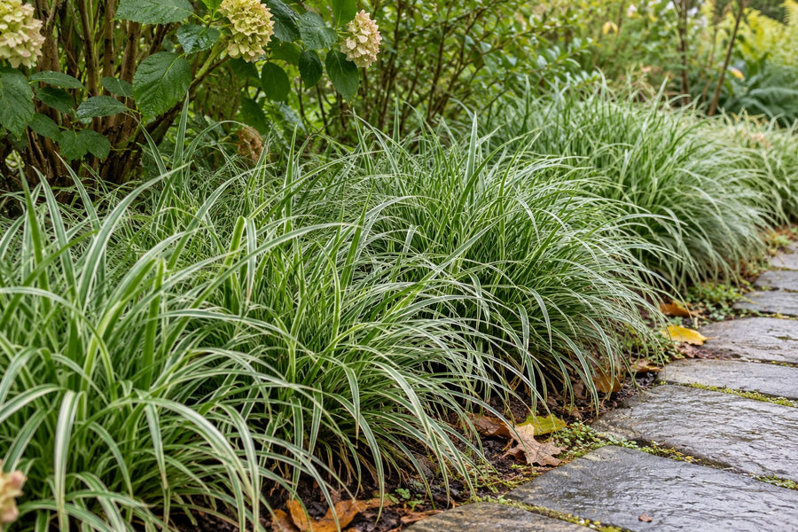 Carice giapponese 'Ice Dance' (Carex morrowii)