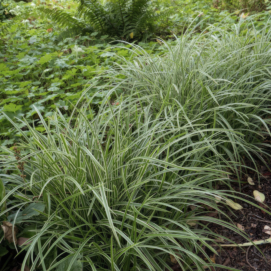Carice giapponese 'Ice Dance' (Carex morrowii)