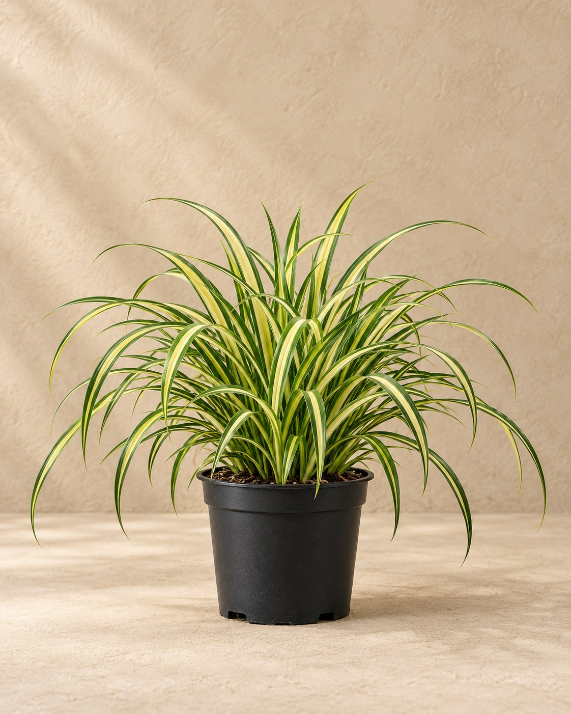 Turzyca Morrowa 'Aureovariegata' w doniczce uprawowej