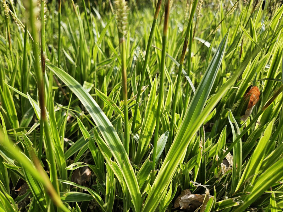 Turzyca Morrowa 'Aureovariegata' (Carex morrowii)