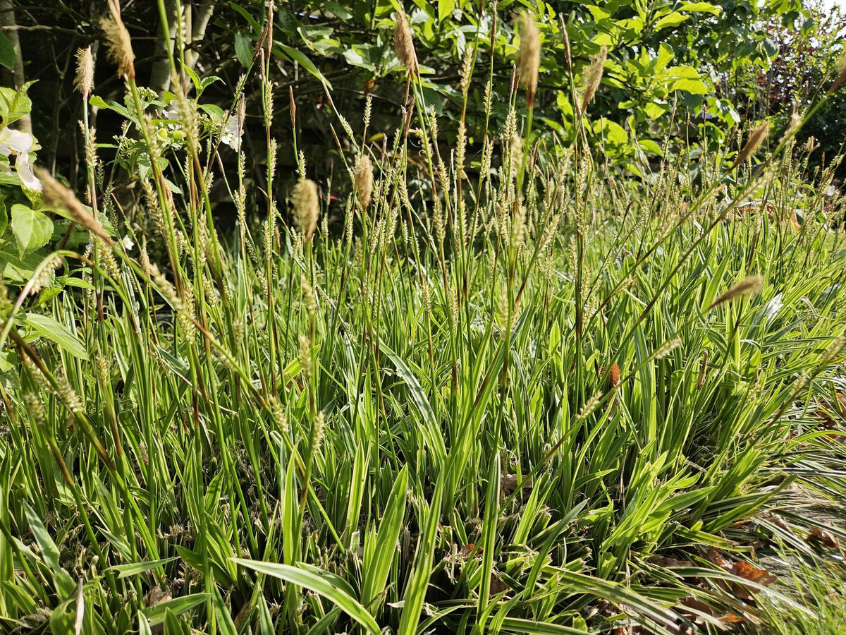 Turzyca Morrowa 'Aureovariegata' w ogrodzie