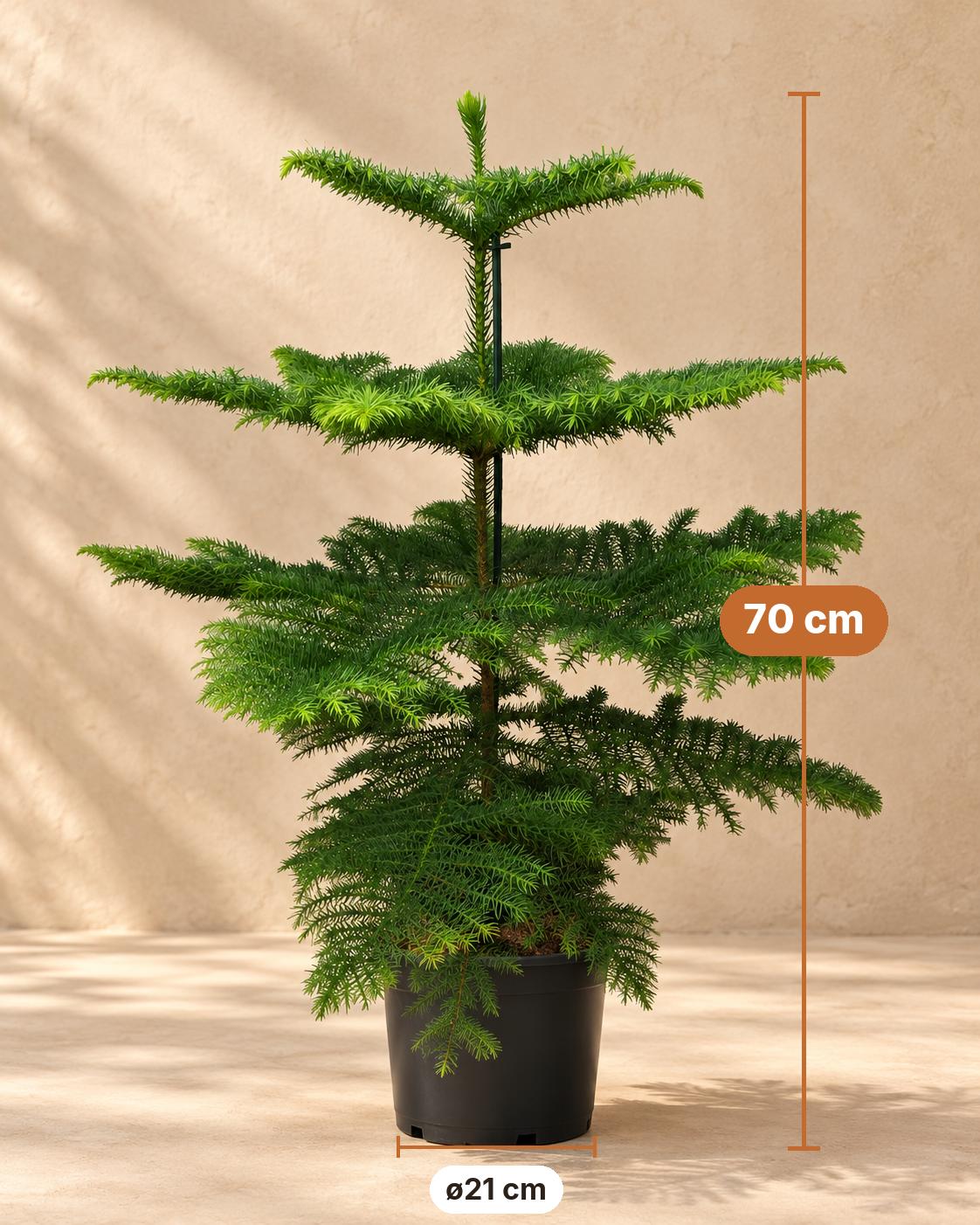 Zimmertanne 70 cm hoch, Topf ø21 cm