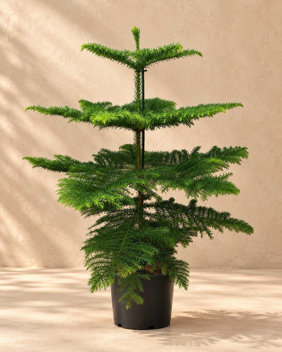 Zimmertanne 70 cm hoch, Topf ø21 cm