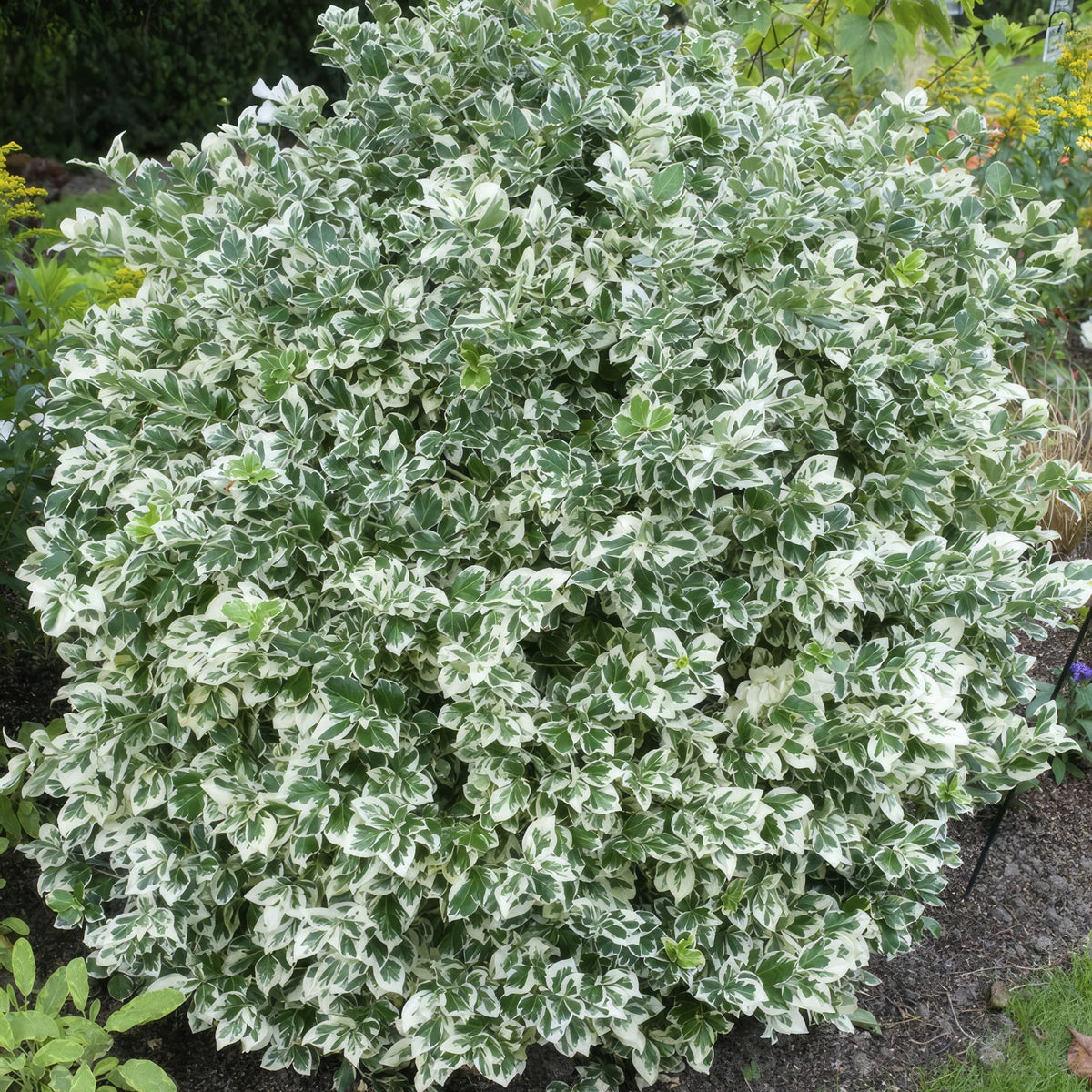 Kardinaalsmuts 'Emerald Gaiety' in de tuin