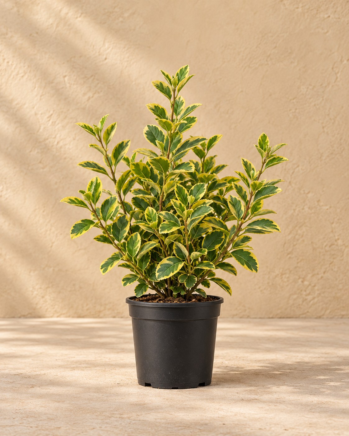 Fusain de Fortune 'Emerald 'n Gold' en pot de culture