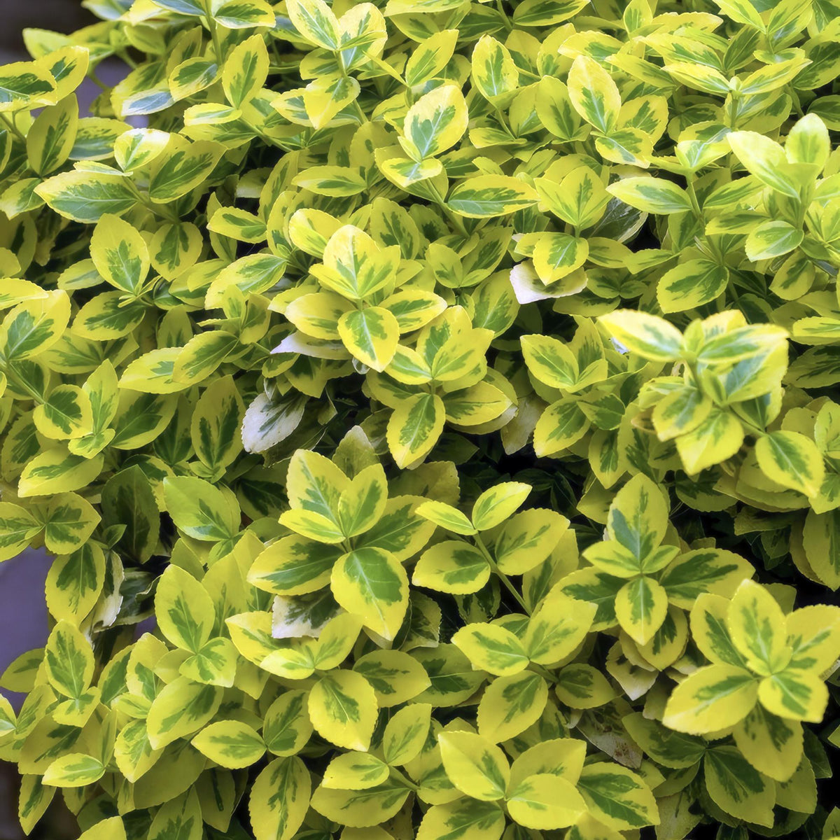 Evonimo 'Emerald 'n Gold' in giardino