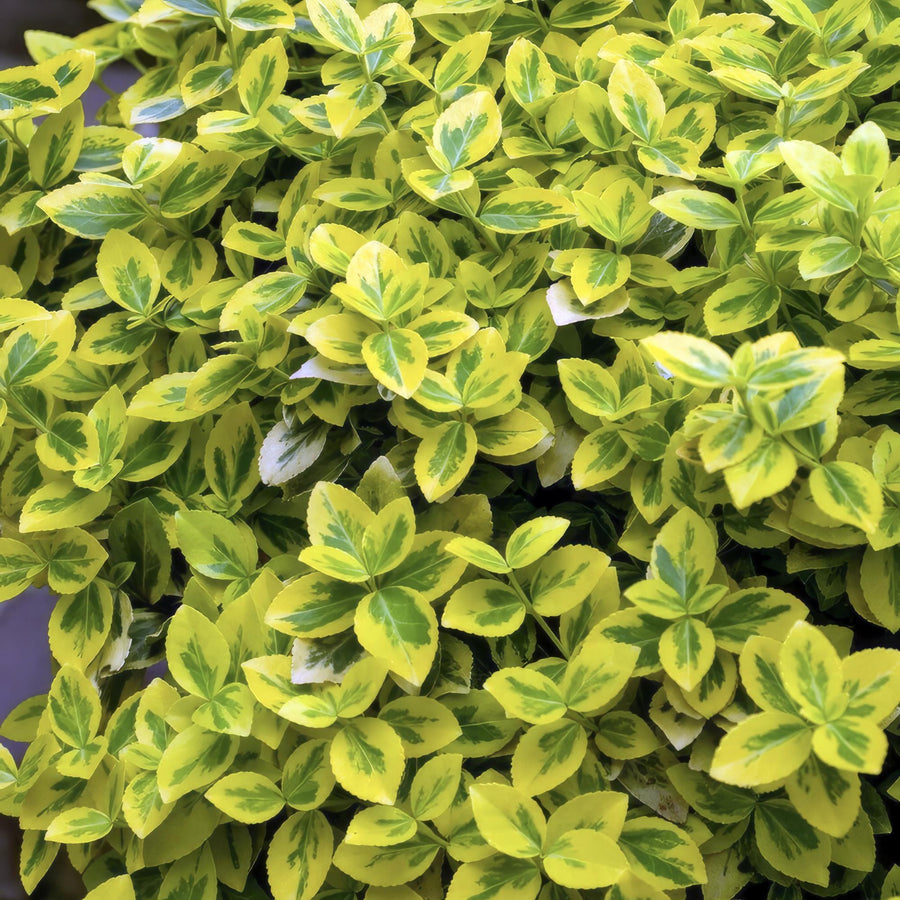 Fusain de Fortune 'Emerald 'n Gold' (Euonymus fortunei)