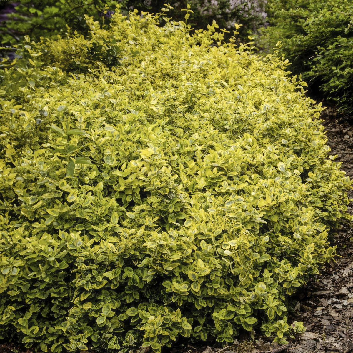 Evonimo 'Emerald 'n Gold' in giardino