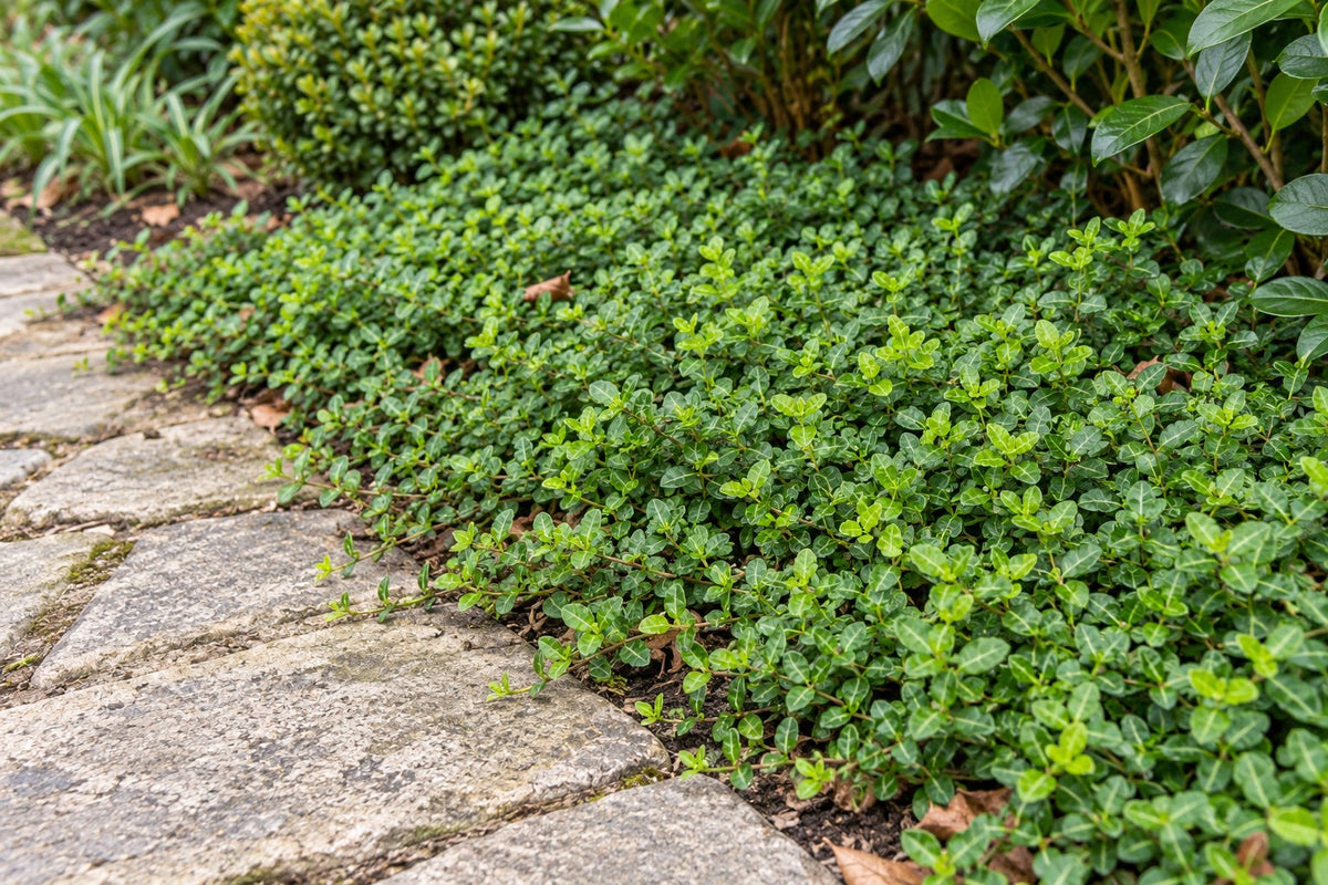 Wintercreeper 'Minimus' planted in the garden