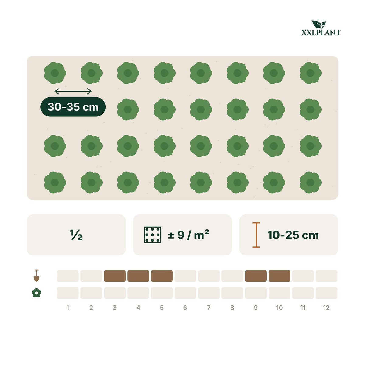Planting card Wintercreeper 'Minimus'