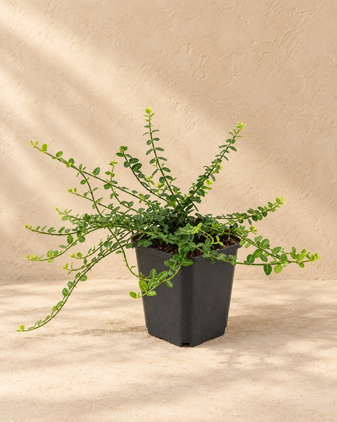 Wintercreeper 'Minimus' in a nursery pot
