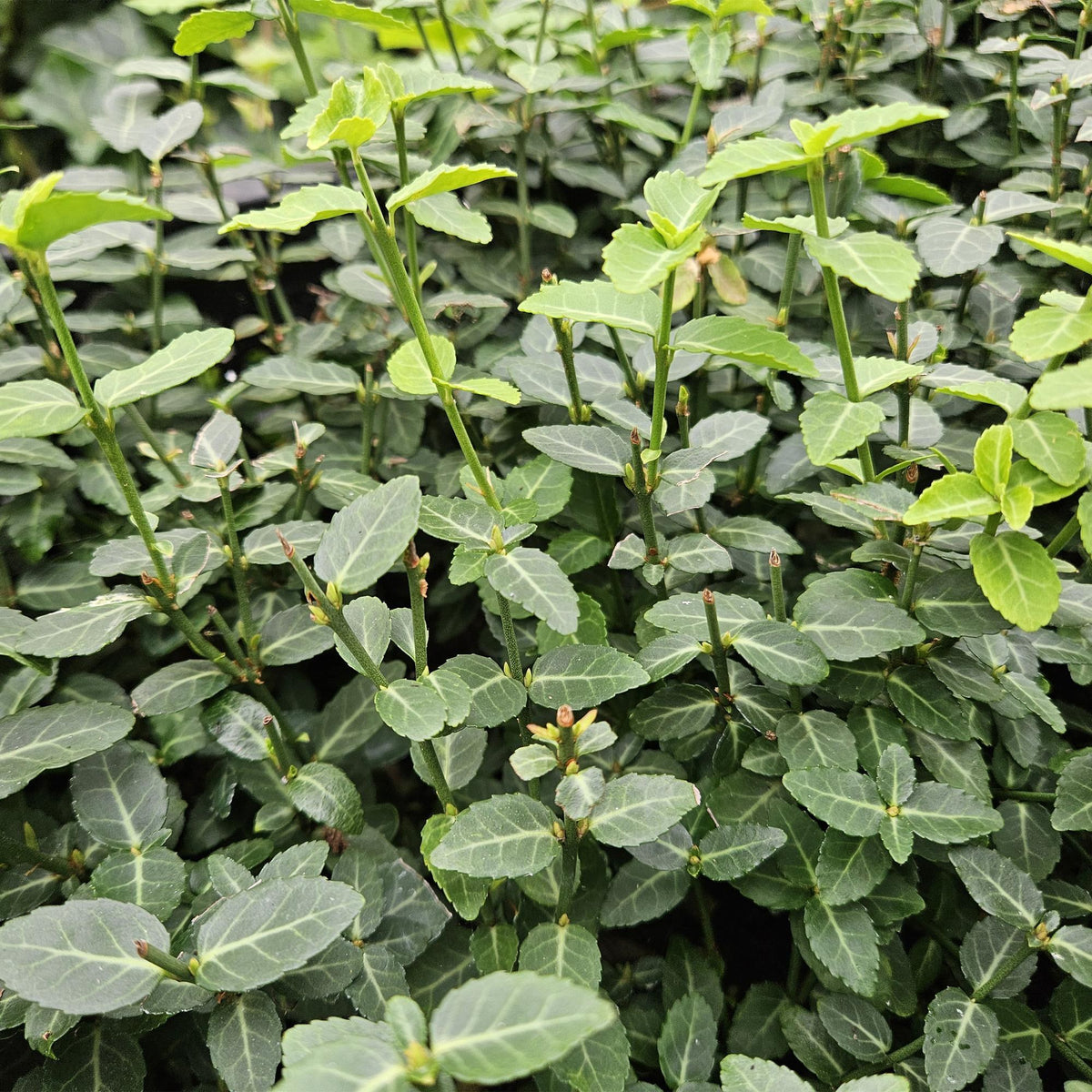 Kruipende kardinaalsmuts in de tuin
