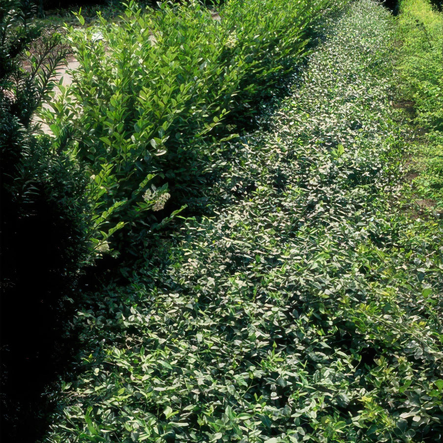 Krybende benved (Euonymus fortunei var. radicans)