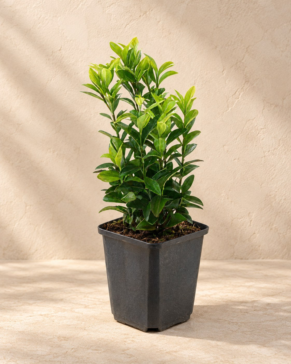 Fusain du Japon 'Green Spire' en pot de culture