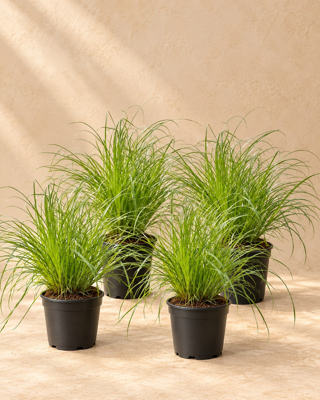 Kattengras mix (4 planten, pot ø12 cm)
