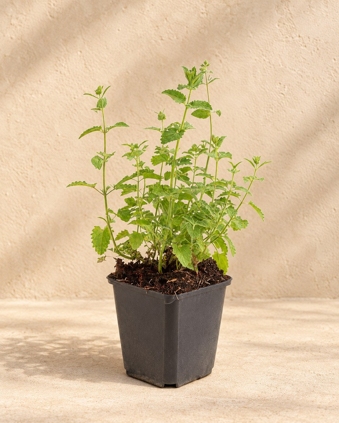 Herbe aux chats 'Six Hills Giant' en pot de culture