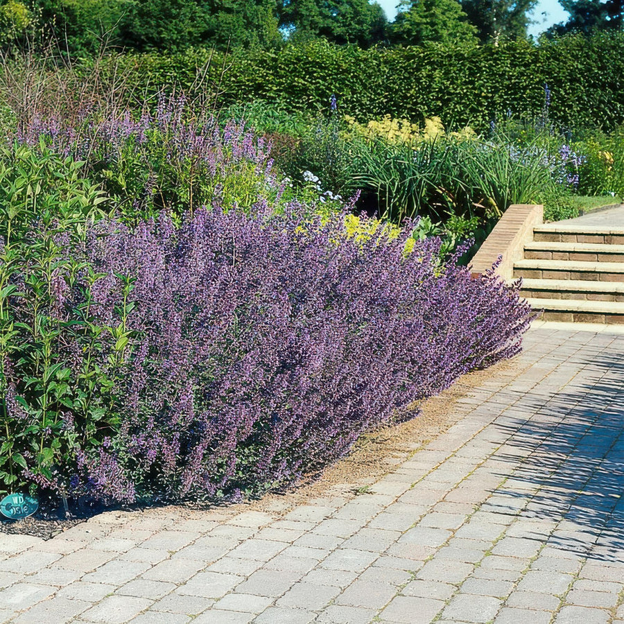 Kattmynta 'Six Hills Giant' (Nepeta)