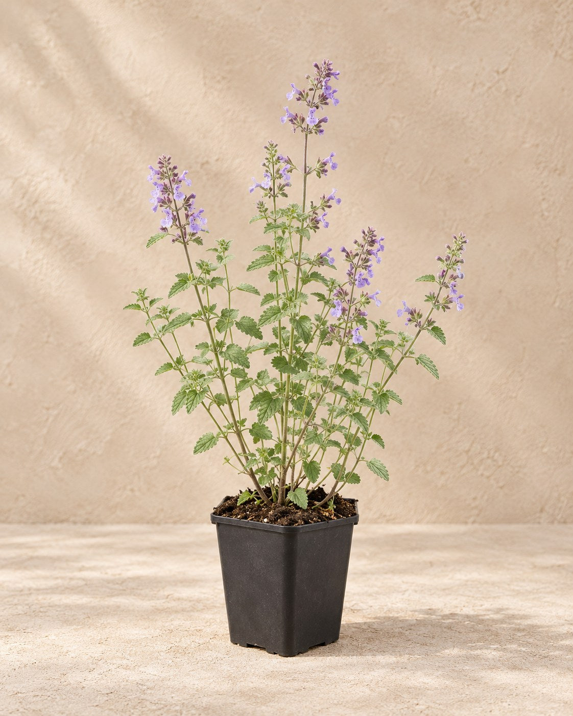 Catmint 'Walker's Low' in a nursery pot