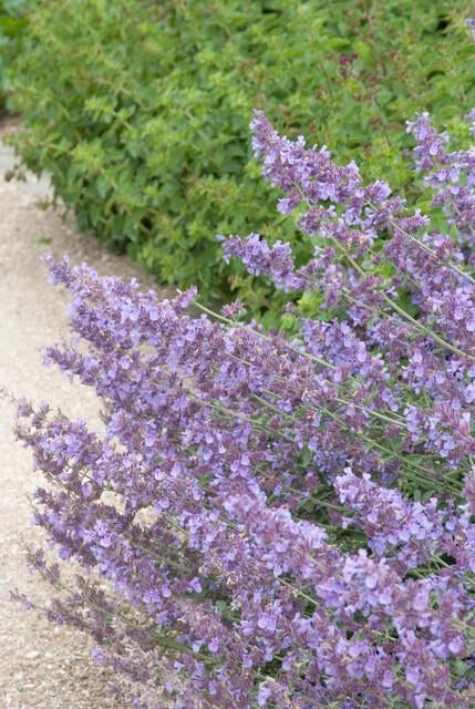 Kattenkruid 'Walker's Low' in de tuin