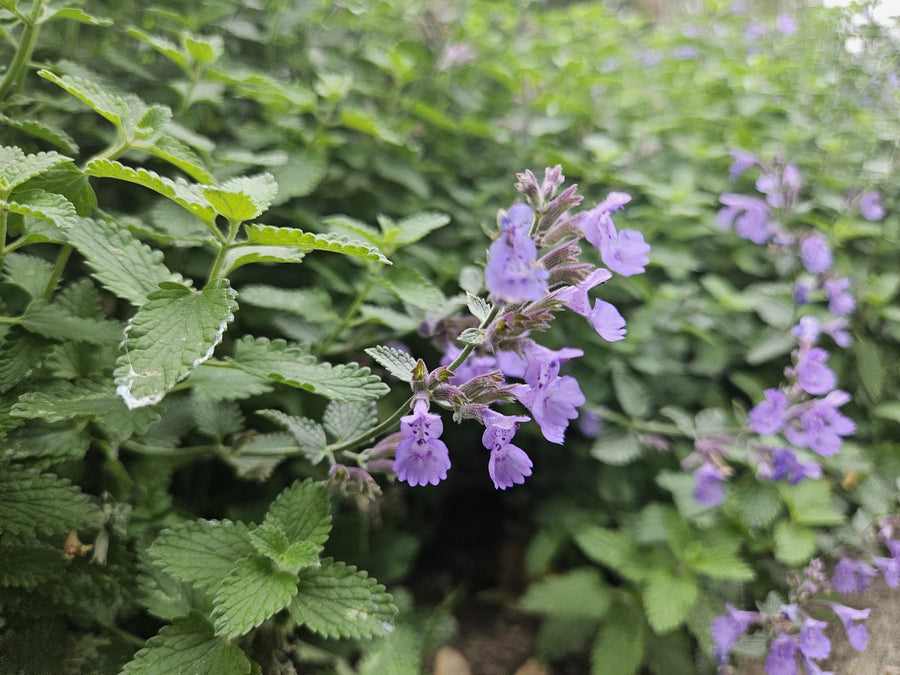 Katteurt 'Walker's Low' (Nepeta)