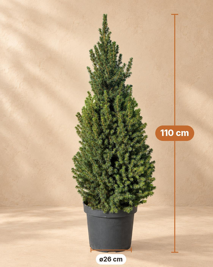 Kegelspar (Picea glauca 'Conica') 110 cm hoog, pot ø26 cm
