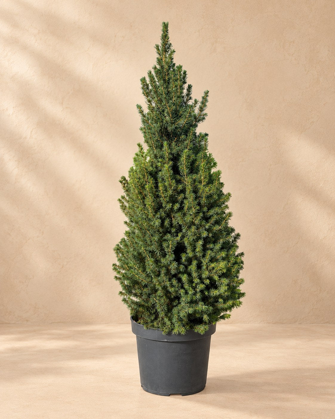 Kegelspar (Picea glauca 'Conica')
