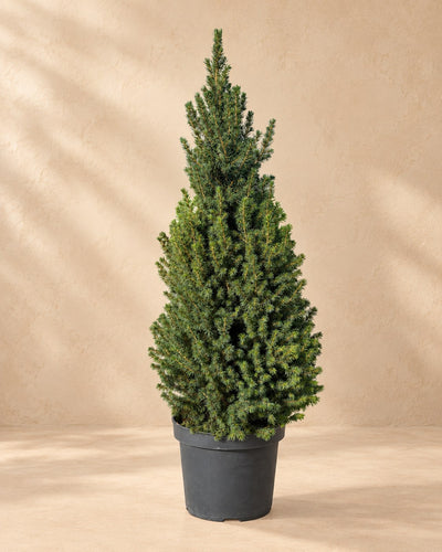 Kegelspar (Picea glauca 'Conica')