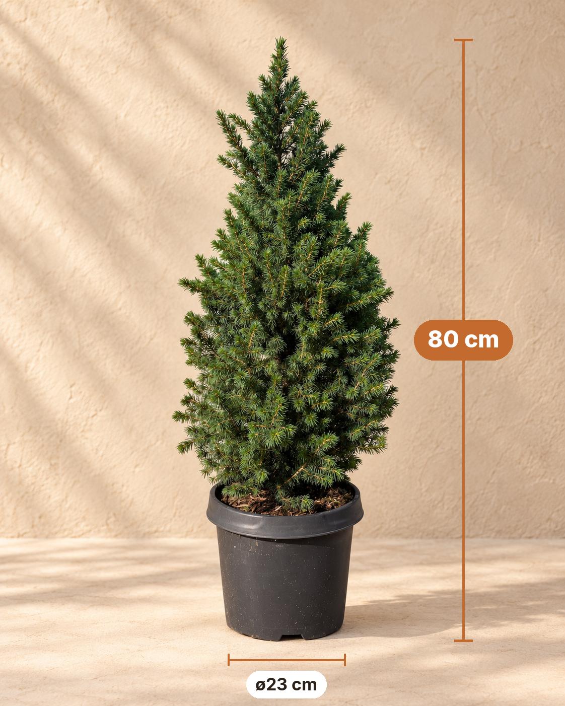 Kegelspar (Picea glauca 'Conica'), 80 cm hoog, pot ø23 cm