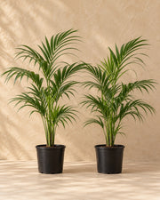 Palma kencja Howea forsteriana