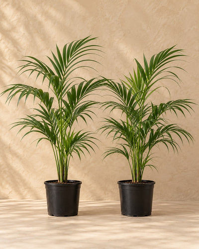 Palma kencja Howea forsteriana