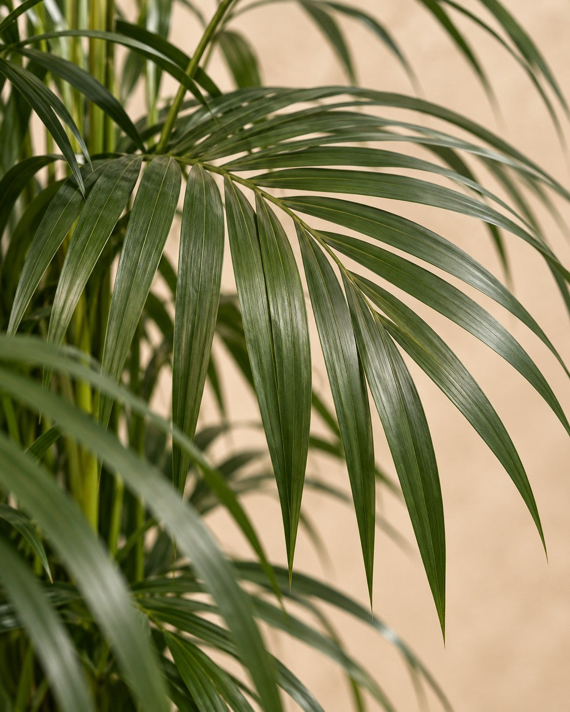 Närbild på bladen hos Kentiapalm (Howea forsteriana)