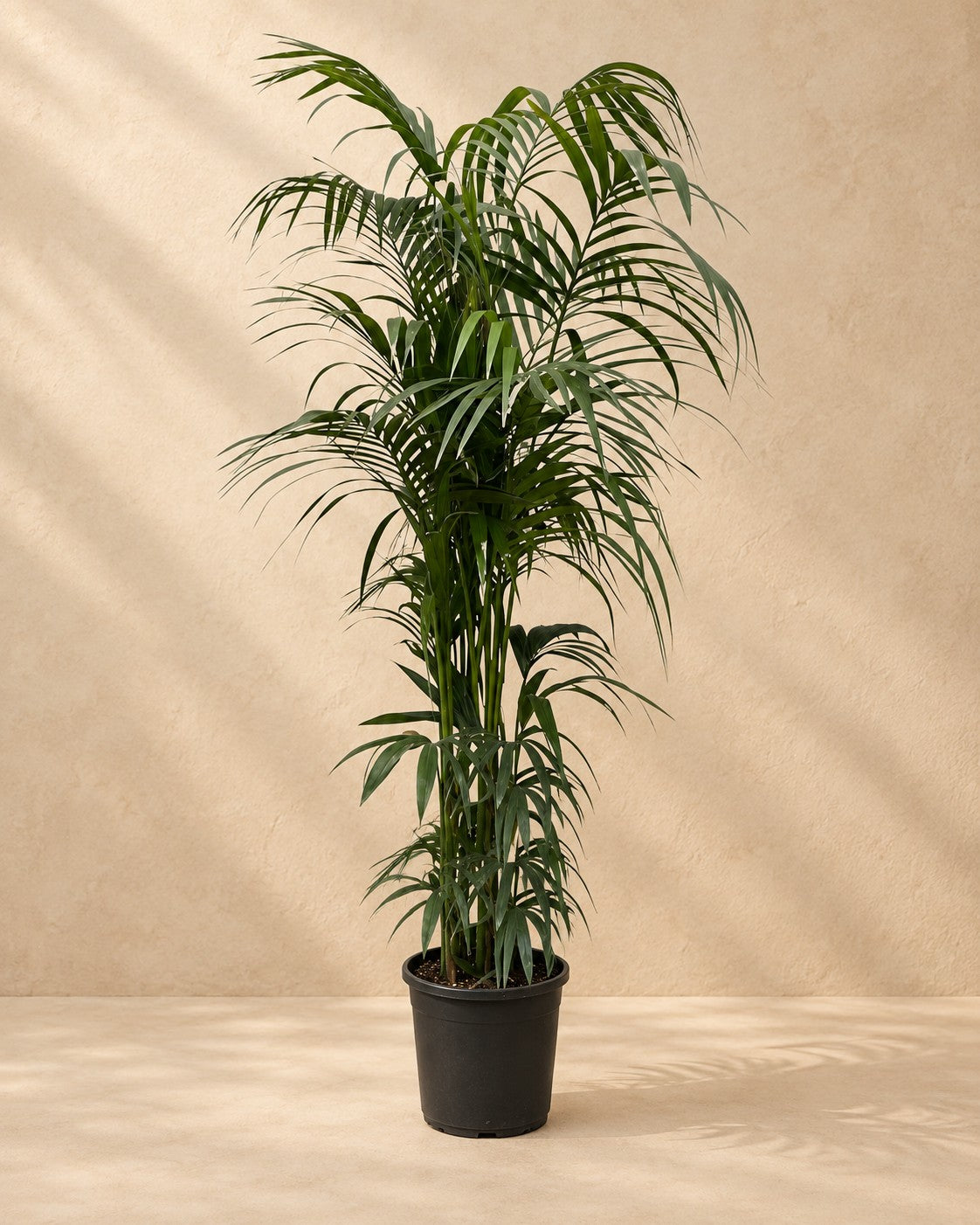 Kentiapalm (Howea forsteriana), 220 cm hög i en 38 cm odlingskruka