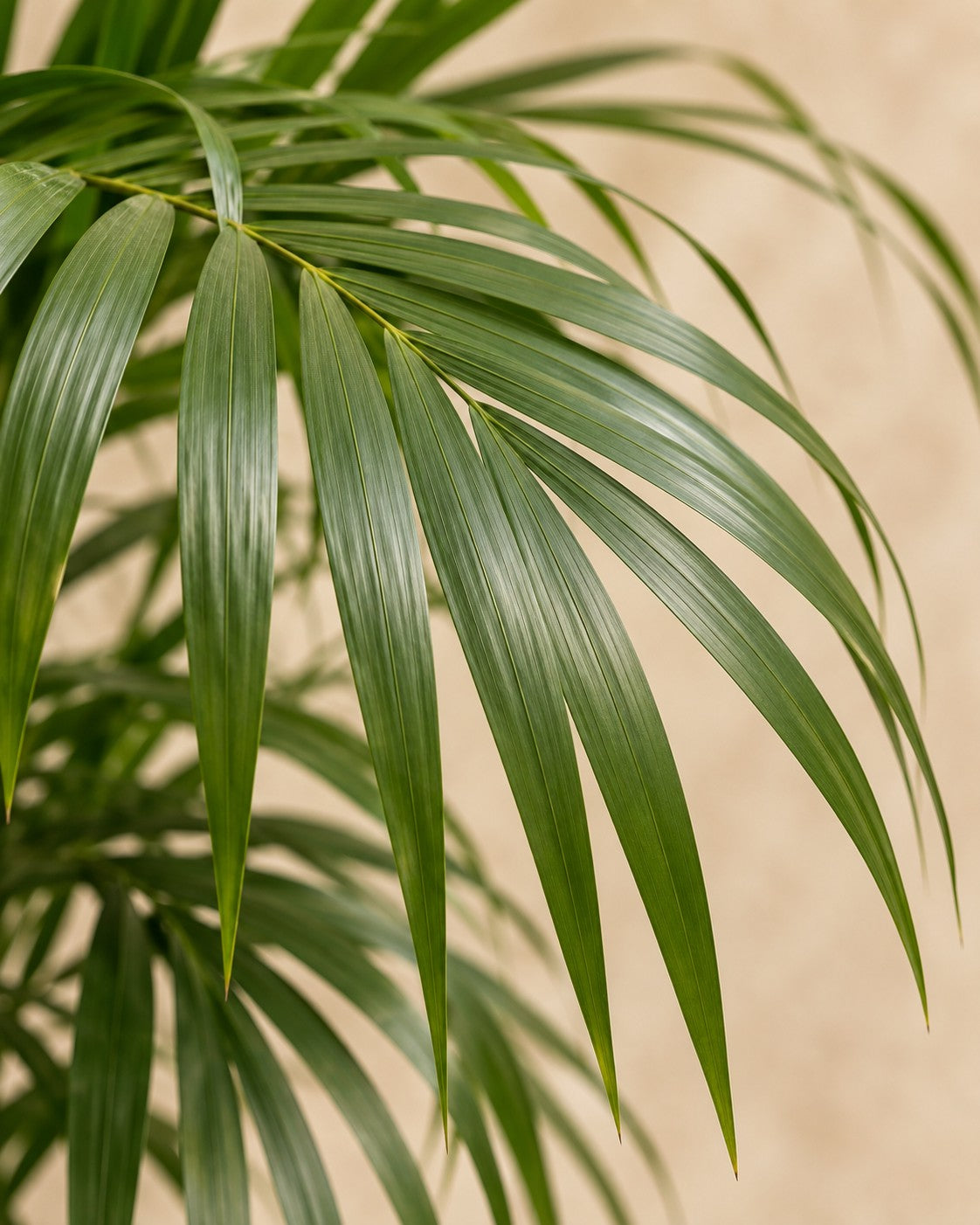 Närbild på bladen hos Kentiapalm (Howea forsteriana)