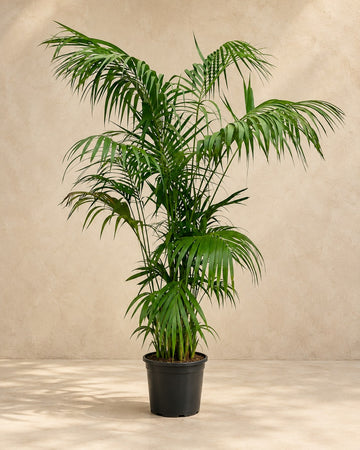 Palmera Kentia