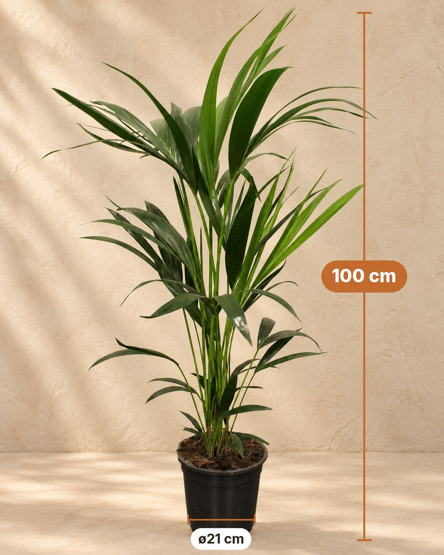 Howea Forsteriana 100cm - ø21